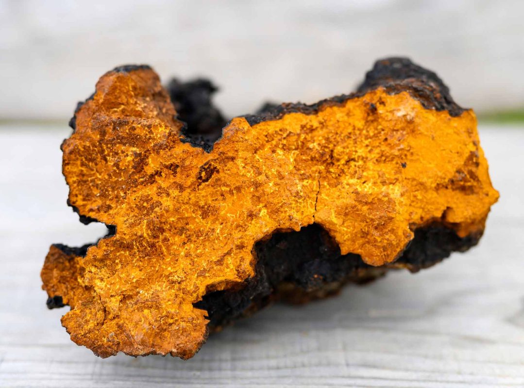Chaga mushroom